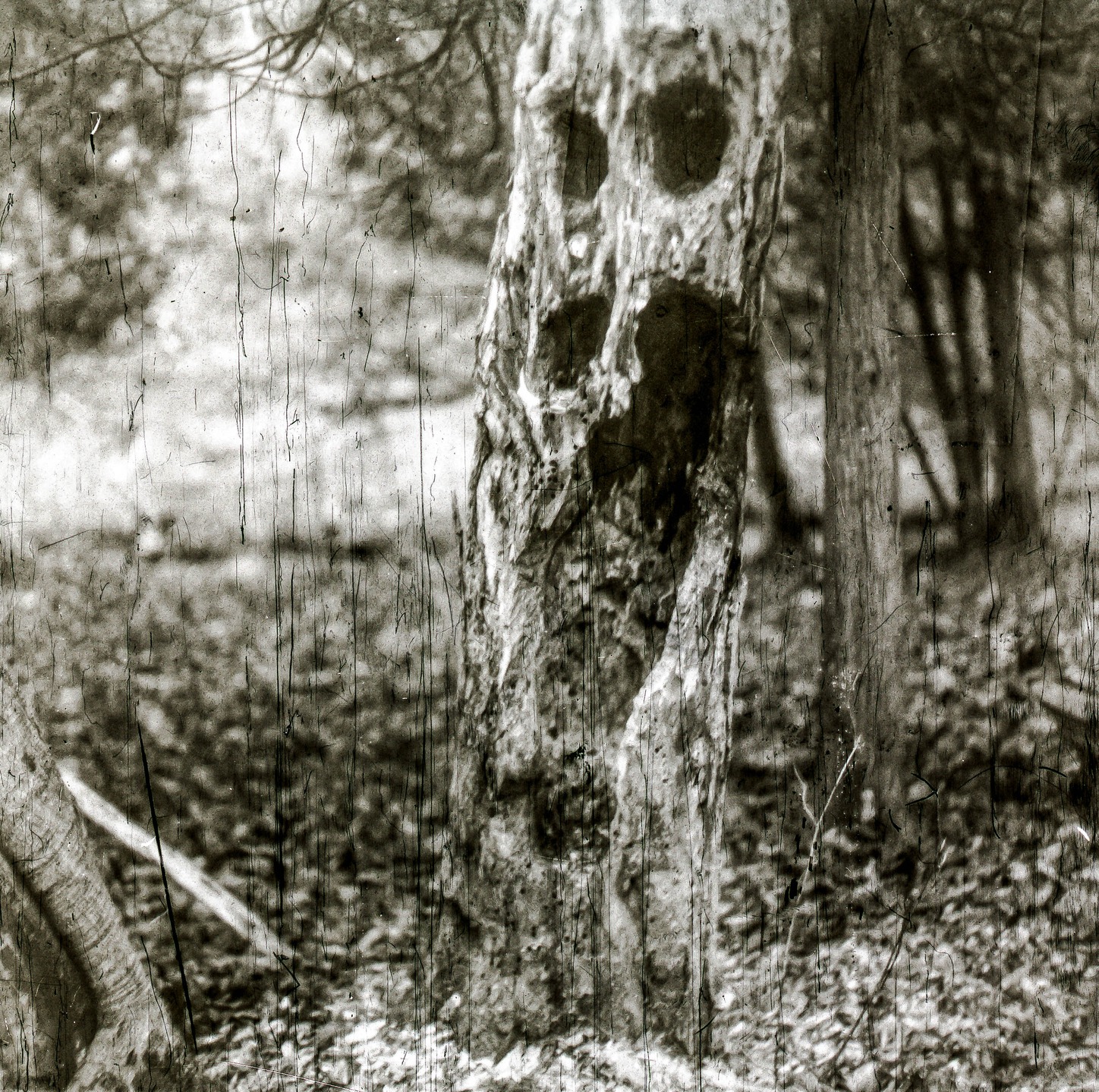 Spooky tree
๐ธ 1958/1962 Mamiya Mamiyaflex C2
๐ Mamiya Sekor f/2.8 - 80mm
๐๏ธ Medical X-ray film, ISO 50
#mamiya #mamiyaflex #mamiyaflexc2 #xray #blackandwhite #woods #tree #trees #forrest