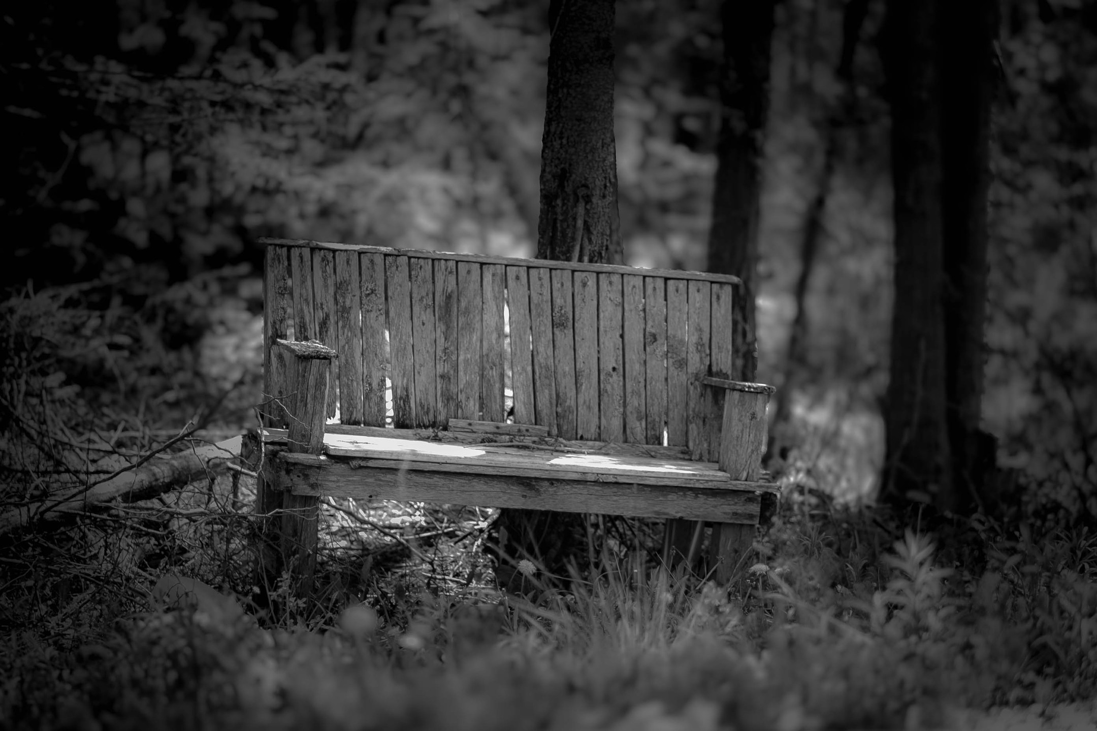 ๐ธ Canon 5D MKII
๐ Cosina Cosinon f/2.8 135mm
#VintageLens #Cosina #Cosinon135mm #Cosinon28 #blackandwhite #canon5dmkii #bench #newbrunswick #saintjohnnb