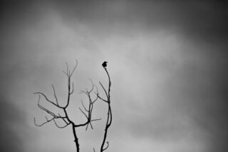 📸 Canon 5D MKII 
🔘 Cosina Cosinon f/2.8 135mm
#VintageLens #Cosina #Cosinon135mm #Cosinon28 #blackandwhite #canon5dmkii #crow #newbrunswick #saintjohnnb