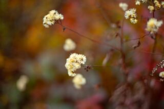 Fall colors
📸 Canon 5D MKII
🔘 Rollei Planar f/1.8 50mm
#VintageLens #rollei #rollei50mmf18 #canon5dmkii #canon