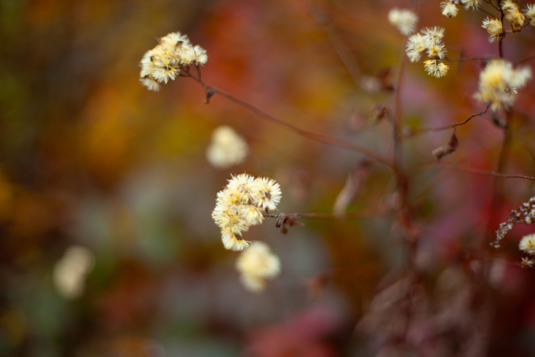 Fall colors
📸 Canon 5D MKII
🔘 Rollei Planar f/1.8 50mm
#VintageLens #rollei #rollei50mmf18 #canon5dmkii #canon