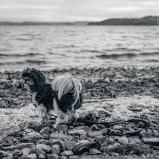 At the beach after the sunset with Puck.
📸 1960's Pentacon Six
🎞️ Expired Ilford Delta 3200 Pro
🧪 Kodak HC-110 dilution B for 15 mn
#filmphotography #filmphotographyisnotdead #ilford #ilforddelta3200