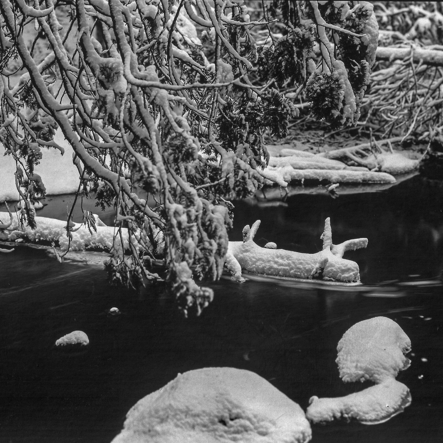 Camera: 1950 4x5 RHS Model A
Lens: Schneider-Kreuznach f/5.6 150mm
Film: Kodak Kodabromide F5 paper negative.
Developer: Dektol
#papernegative
#4x5
#largeformat 
#largeformatphotography 
#dektol
#kodak
