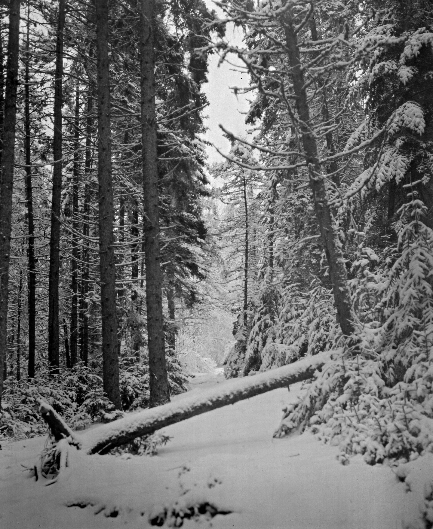 After the snow storm
Camera: 1950 4x5 RHS model A
Lens: Schneider-Kreuznach f/5.6 150mm
Film: Kodak Kodabromide F5 paper negative.
Exposition: ISO 3 (f/5.6 for 2 mn)
Developed with Dektol by inspection under a safe light