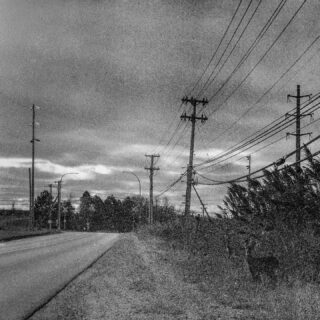 Can you spot the wild animals?

📸 Pentacon Six
🔘 Biometar 2.8/80 MC Carl Zeiss
🎞️ Expired Ilford Delta 3200 Pro
🧪 Kodak HC-110 dilution B for 15 mn