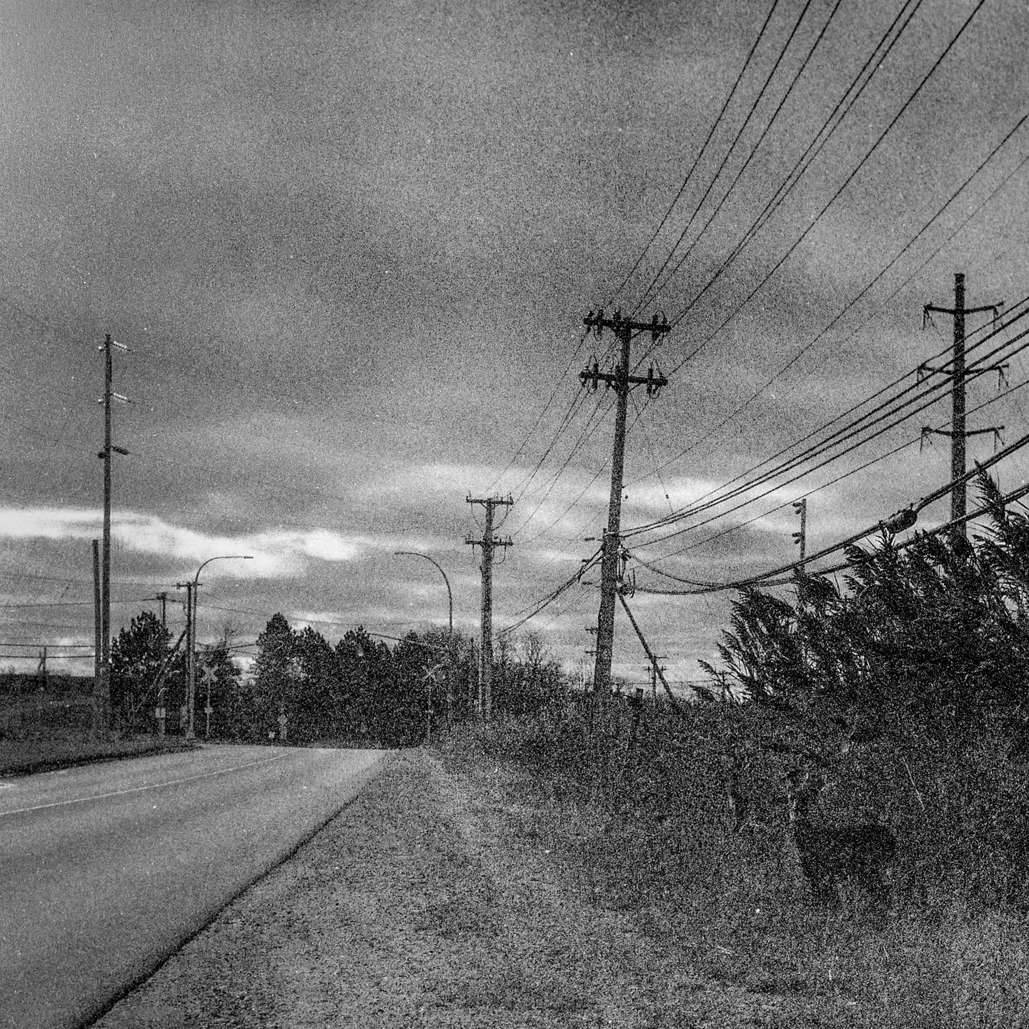 Can you spot the wild animals?

📸 Pentacon Six
🔘 Biometar 2.8/80 MC Carl Zeiss
🎞️ Expired Ilford Delta 3200 Pro
🧪 Kodak HC-110 dilution B for 15 mn