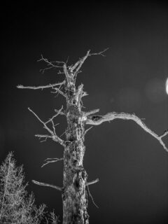 #blackandwhite
#tree
#forestphotography 
#bnwphotography 
#inthewoods 
#darkforest 
#darknature
