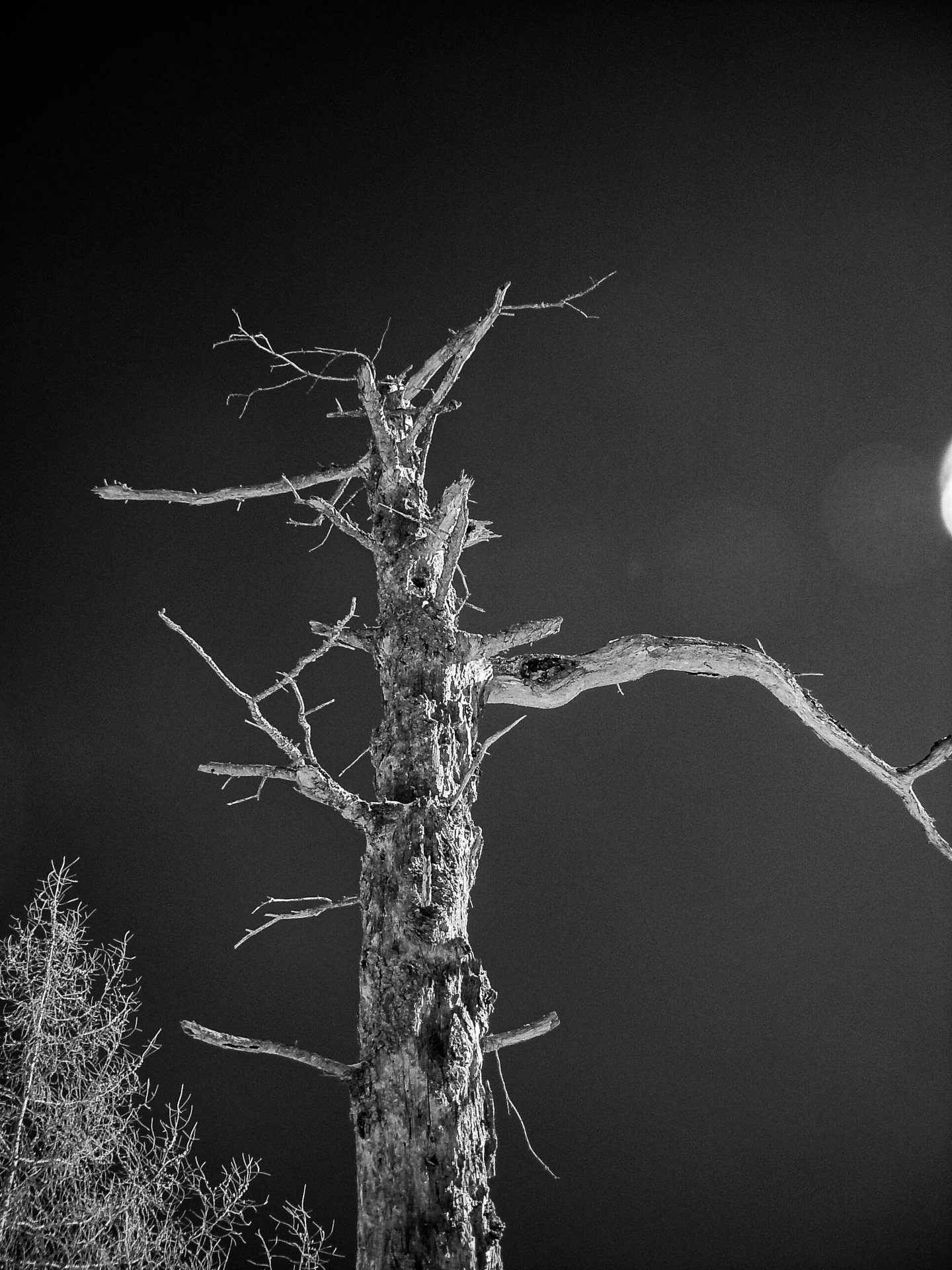 #blackandwhite
#tree
#forestphotography 
#bnwphotography 
#inthewoods 
#darkforest 
#darknature