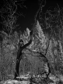 #blackandwhite
#tree
#forestphotography
#bnwphotography
#inthewoods
#darkforest
#darknature