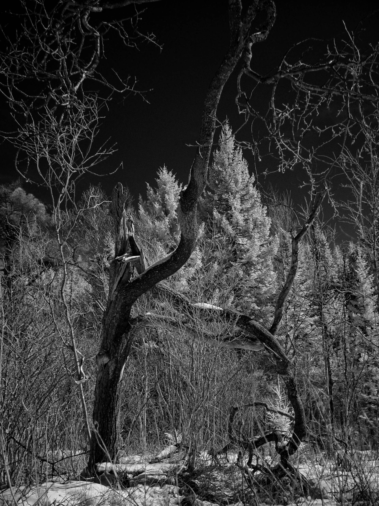 #blackandwhite
#tree
#forestphotography
#bnwphotography
#inthewoods
#darkforest
#darknature