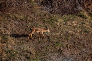 Test shot with a Canon 5D MKII DSLR and a 70 years old Meyer-Optik Görlitz Telemegor 250mm ƒ5.5 zoom lens from my balcony on the 6th floor.